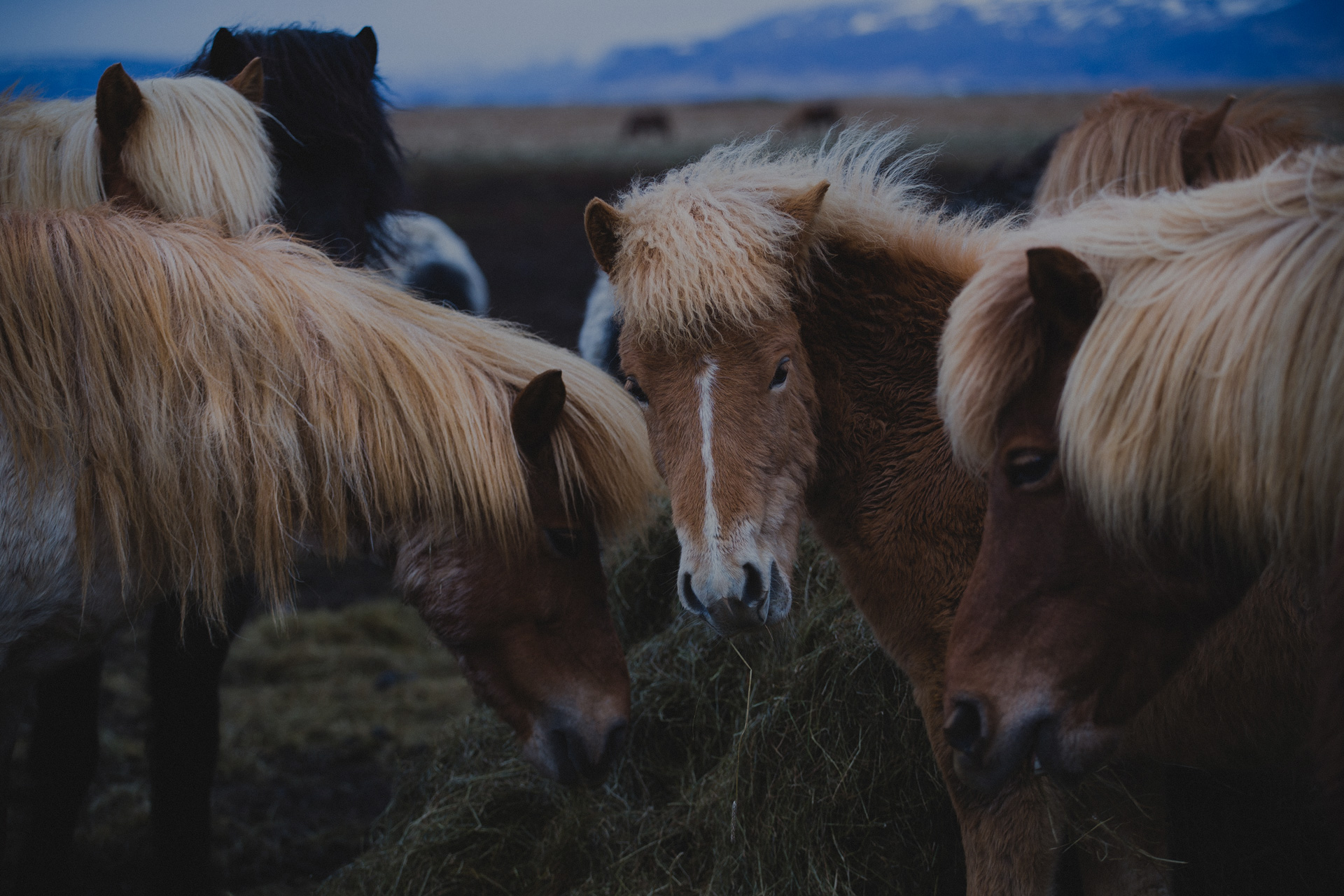 Mr Iceland – icelandic horses Mr Iceland - icelandic horses