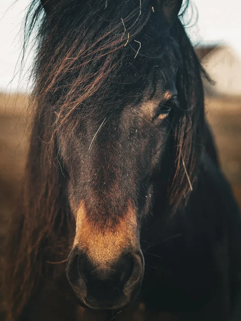 A beautiful horse of Mr Iceland's farm