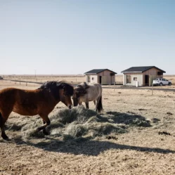 A view of Mr Iceland horses and cabins