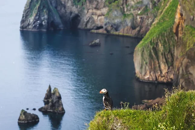 Atlantic puffin in Vestmannaeyjar