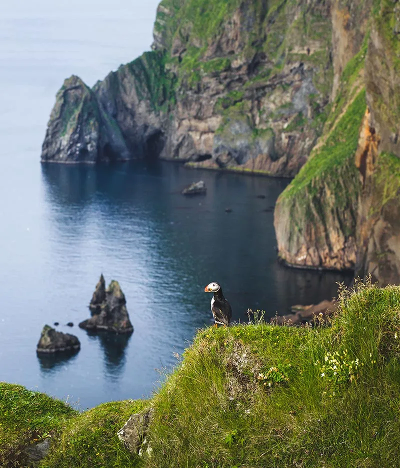 Atlantic puffin in Vestmannaeyjar