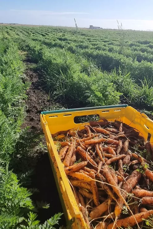 Harvesting organic carrots at Mr Iceland farm