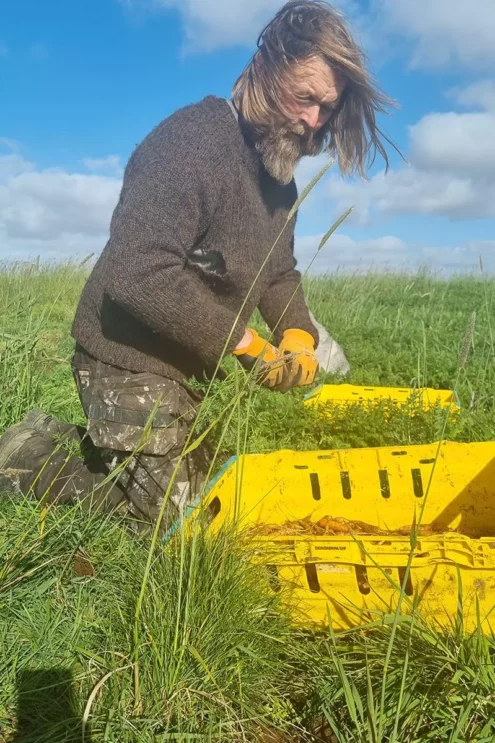 Hordur Bender clean up the carrots