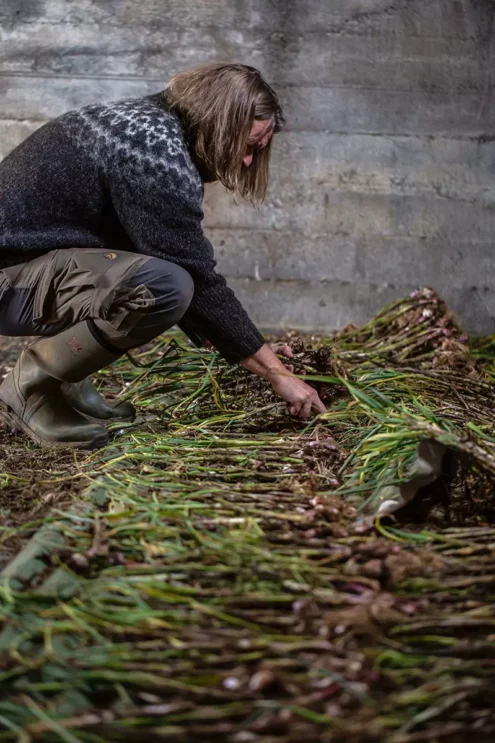 Hordur laying the garlic plants out in a single layer