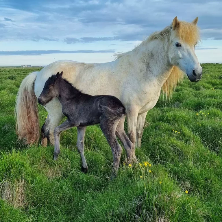 Horse and foal at Mr Iceland farm