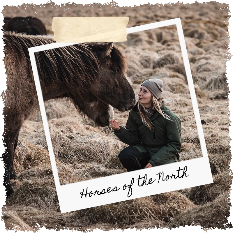 Horses of the North - workshop retreat in Iceland