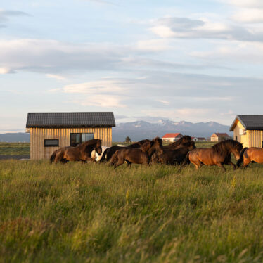 Horses run free at Mr Iceland farm