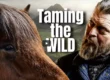 Icelandic horses: from wild to willing with horsemanship