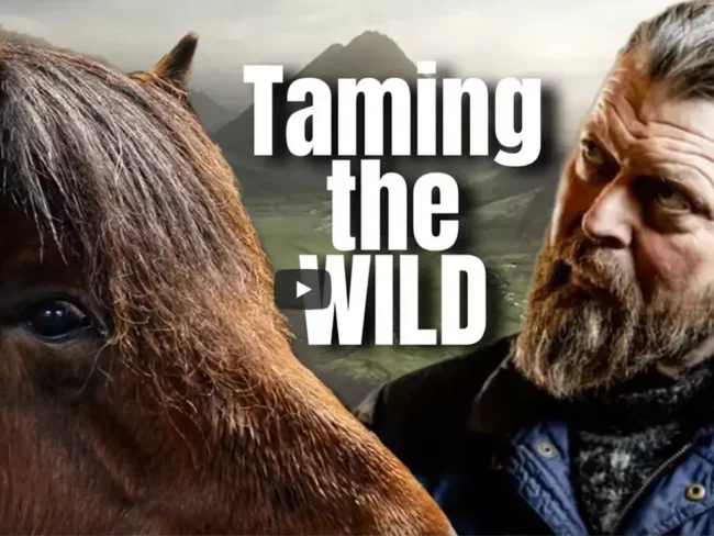 Icelandic horses: from wild to willing with horsemanship