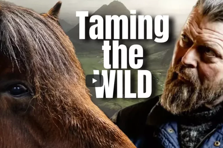 Icelandic horses: from wild to willing with horsemanship