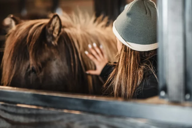 Making connection with Icelandic horses