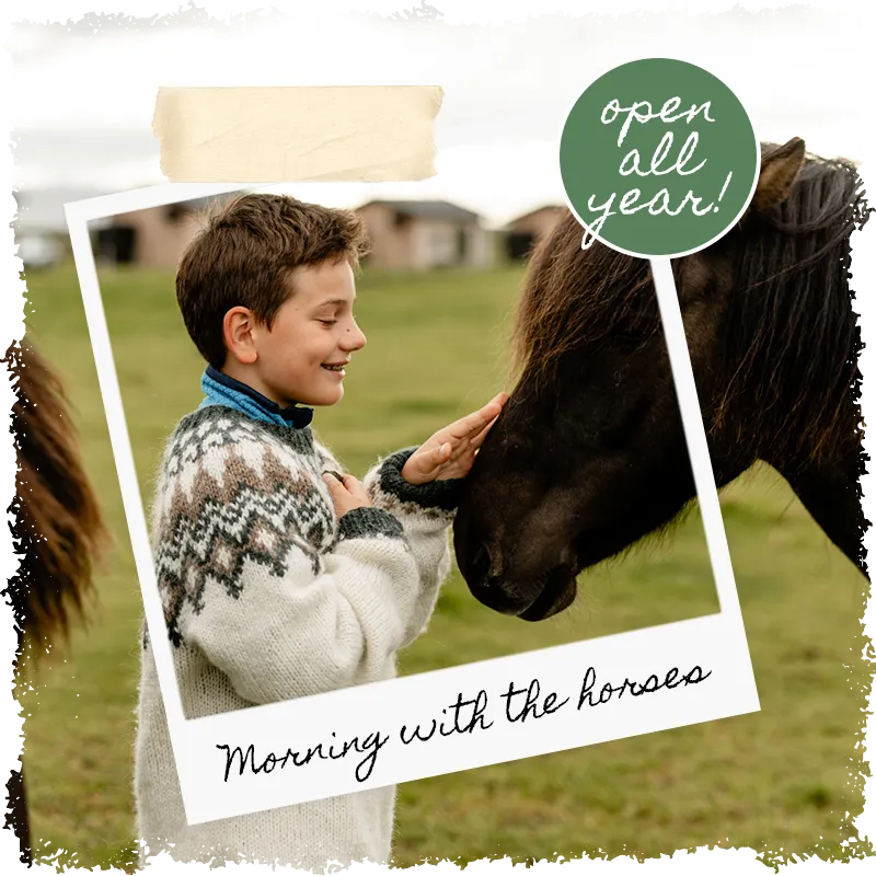 Morning with the horses at Mr Iceland farm