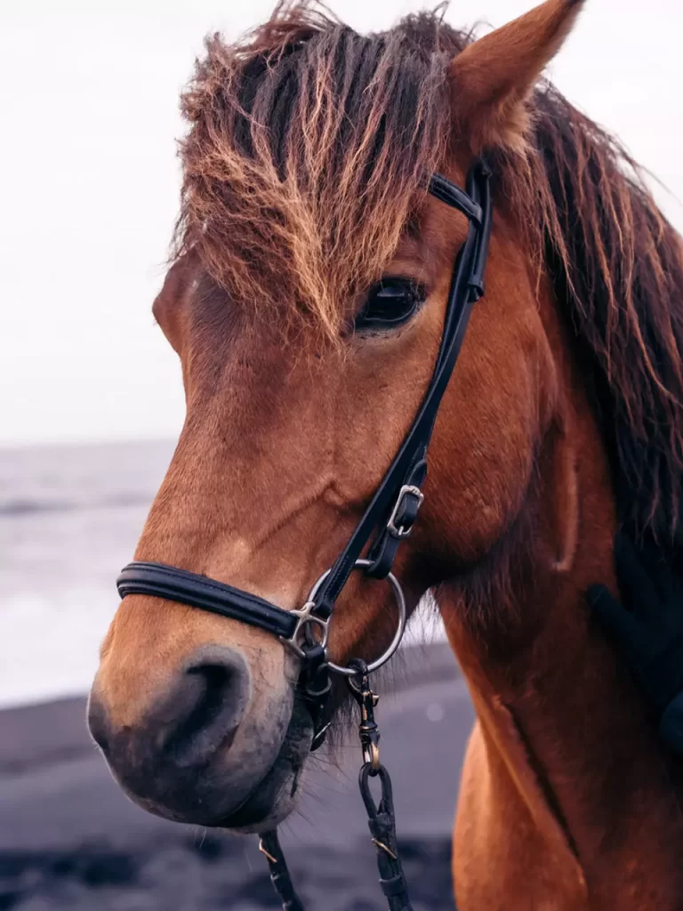 A beautiful brown horse from Mr Iceland's farm