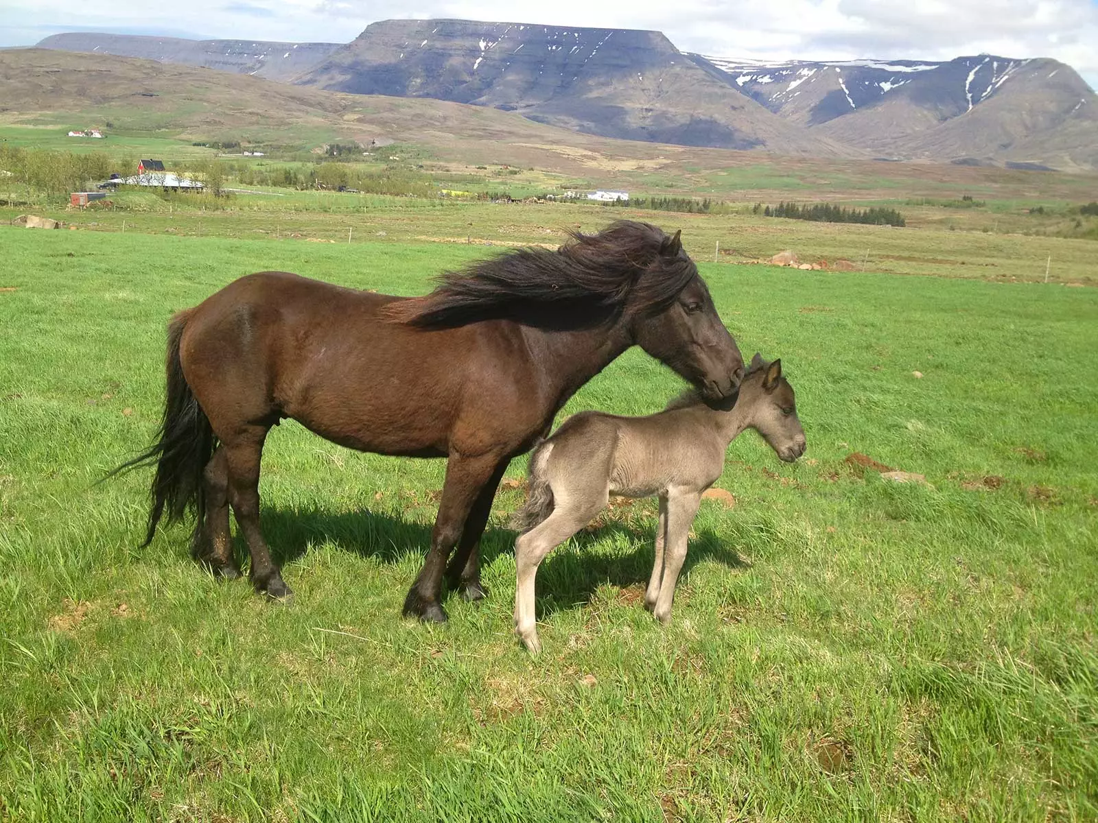 Mr Iceland - a foal with his mother