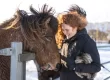 Mr Iceland - a guest befriends a horse