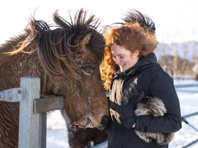 Mr Iceland - a guest befriends a horse