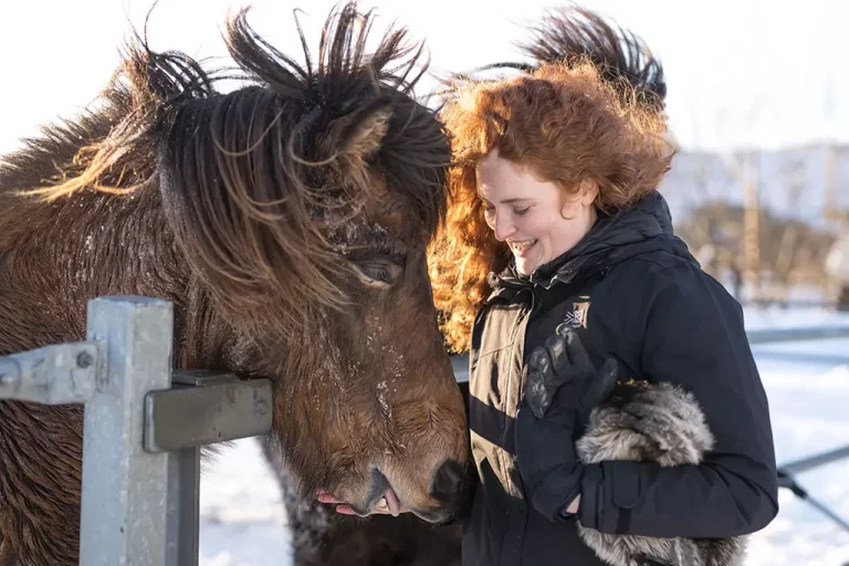 Mr Iceland - a guest befriends a horse