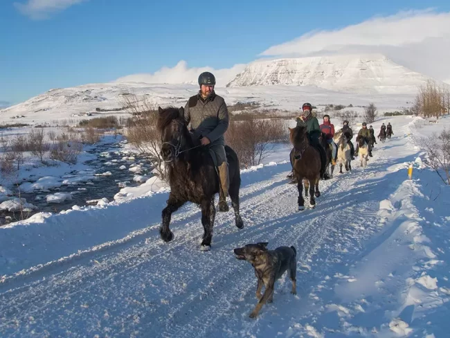 Mr Iceland - a horse tour in winter