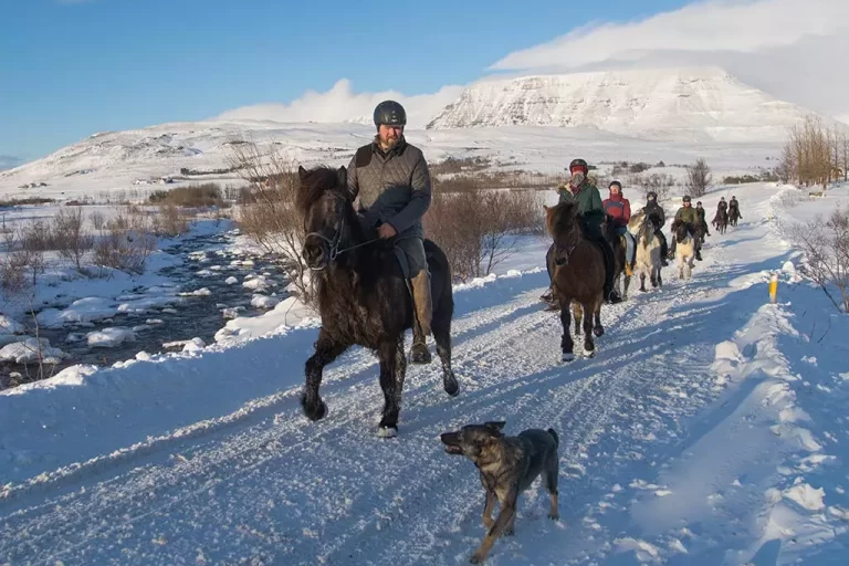 Mr Iceland - a horse tour in winter