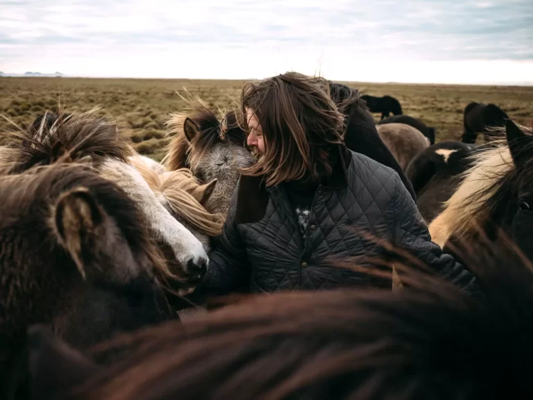 Mr Iceland and his horses