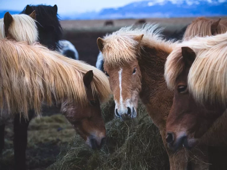 Mr Iceland - beautiful horses