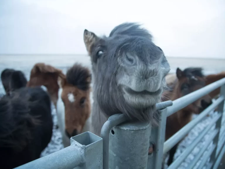 Mr Iceland - funny horse