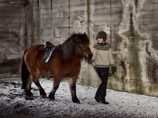 Mr Iceland - guest learn how to ride with horses