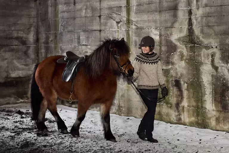 Mr Iceland - guest learn how to ride with horses