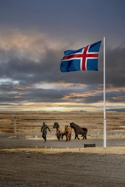 Mr Iceland horse farm