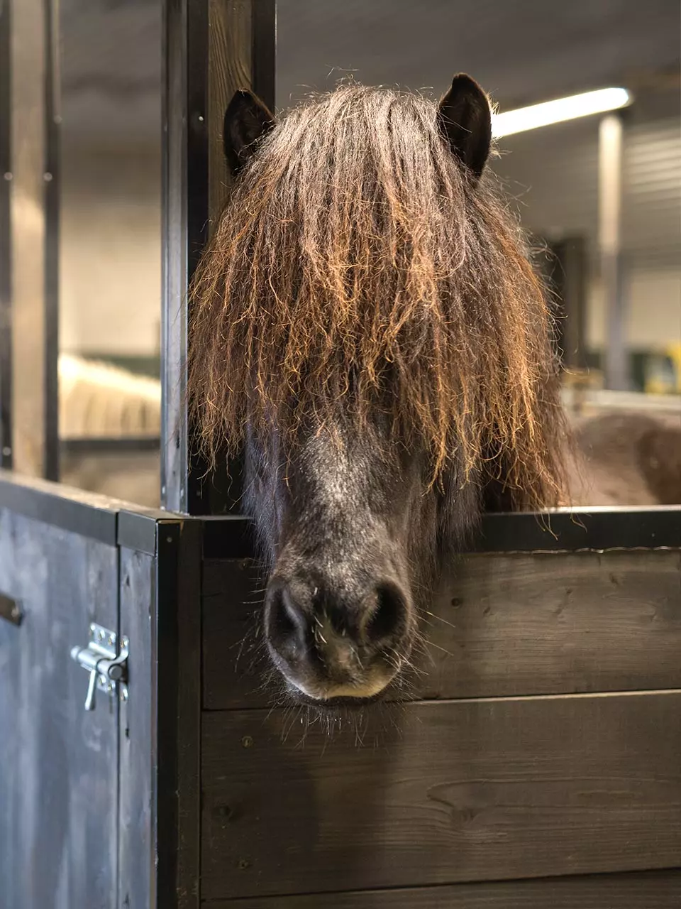Mr Iceland - horse in stable with mane over the eyes