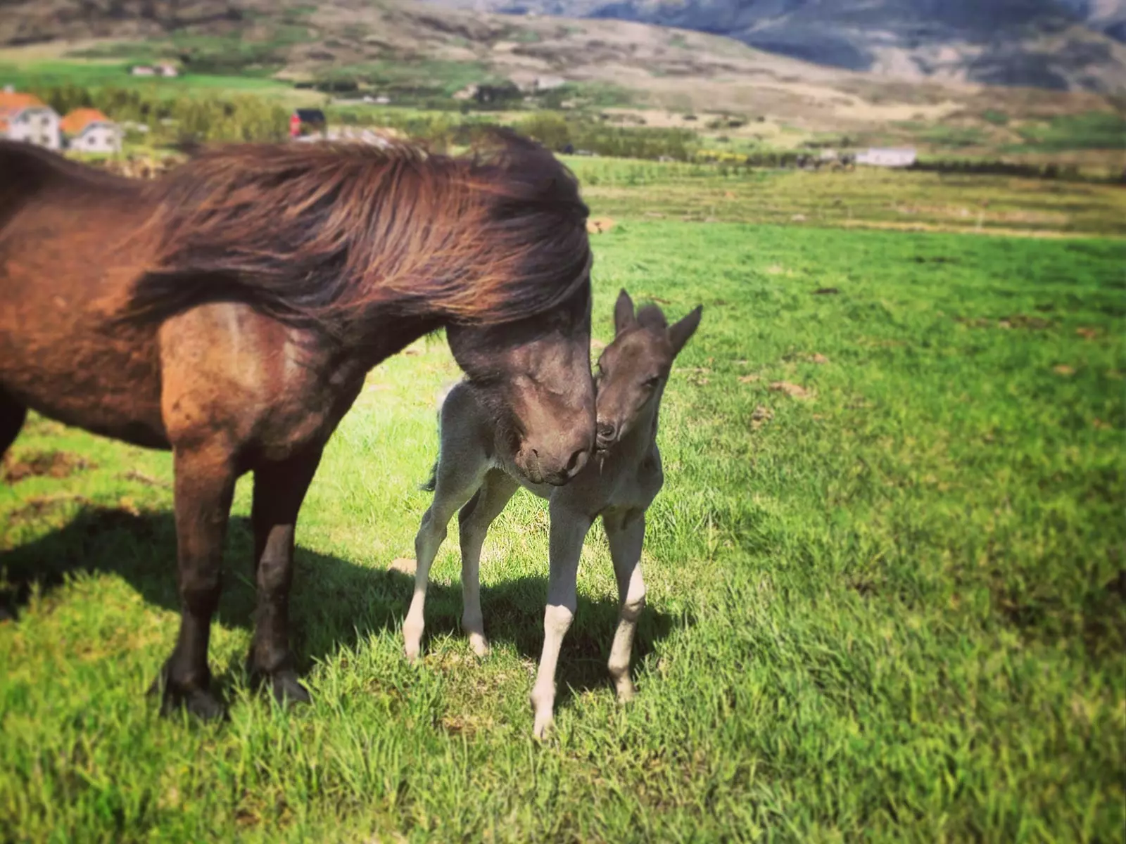 Mr Iceland - horse mum with her colt