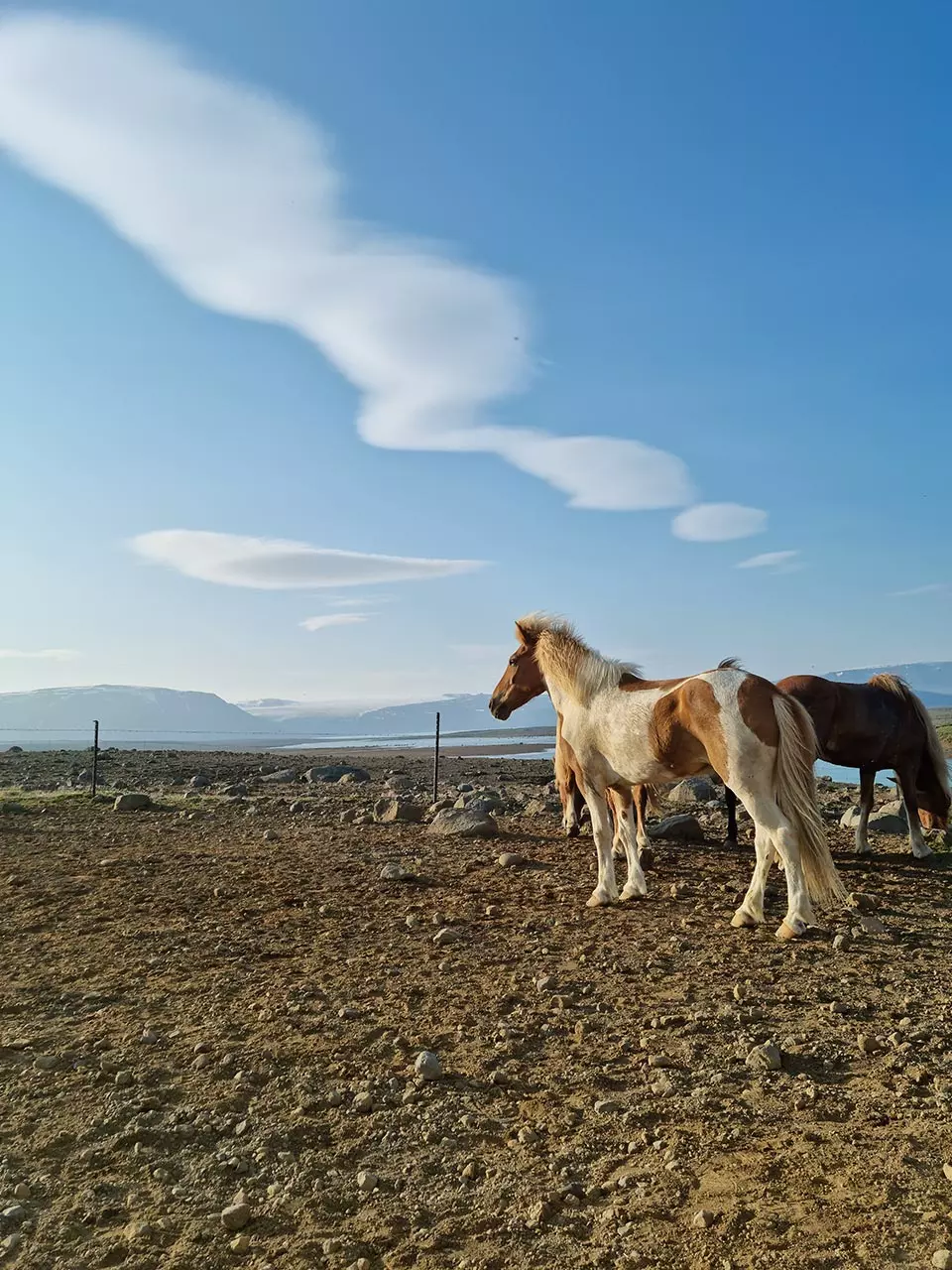 Mr Iceland - horses at our farm