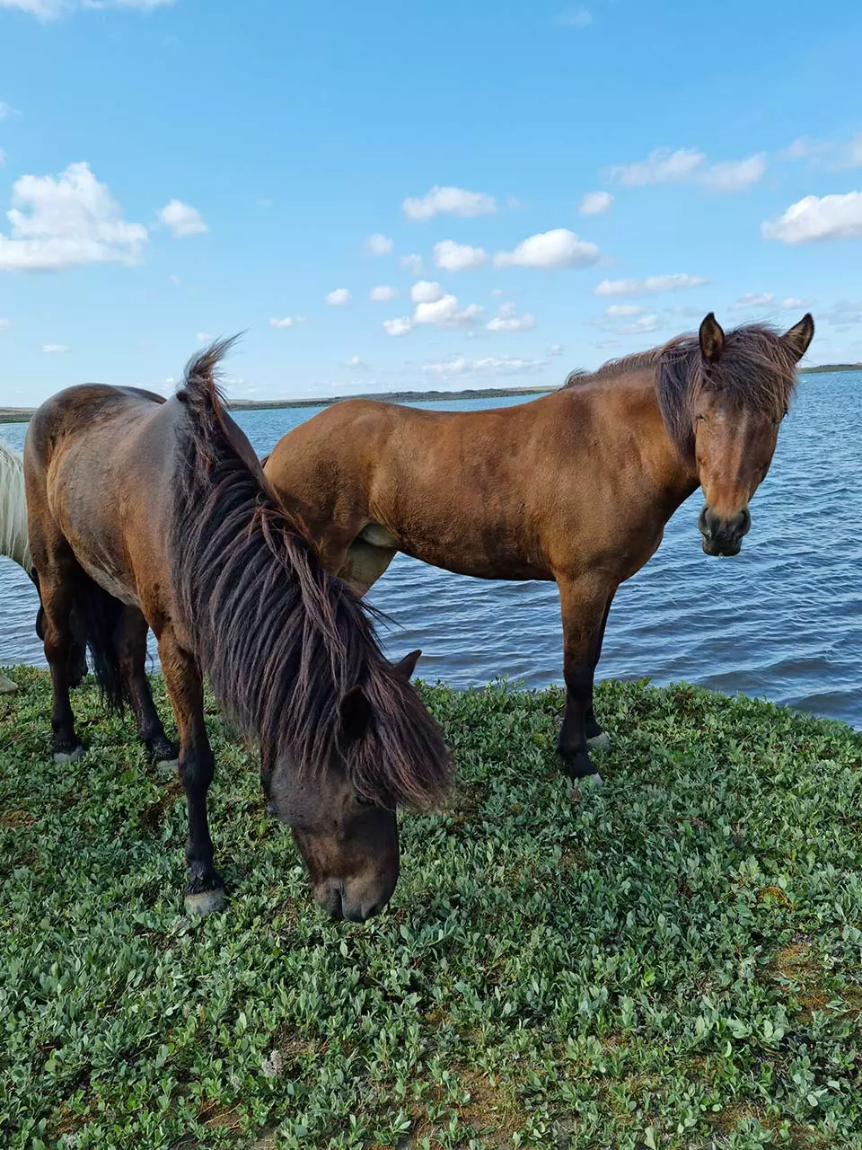 Mr Iceland - horses seaside