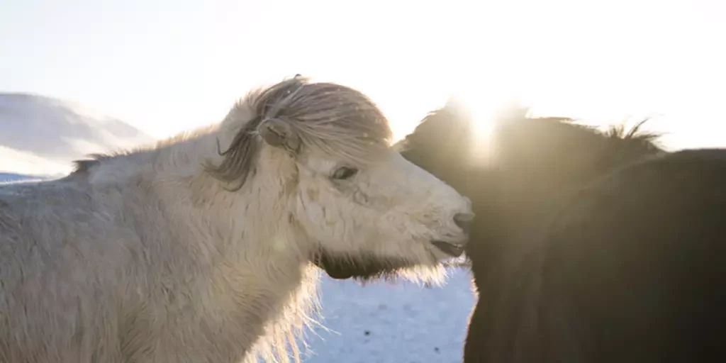 Mr Iceland - lovely horses