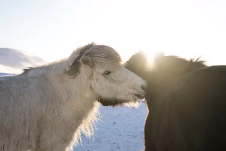 Mr Iceland - lovely horses