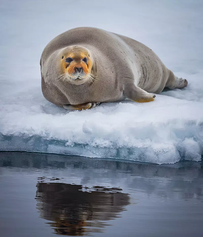 Mr Iceland - seal at Jökulsárlón