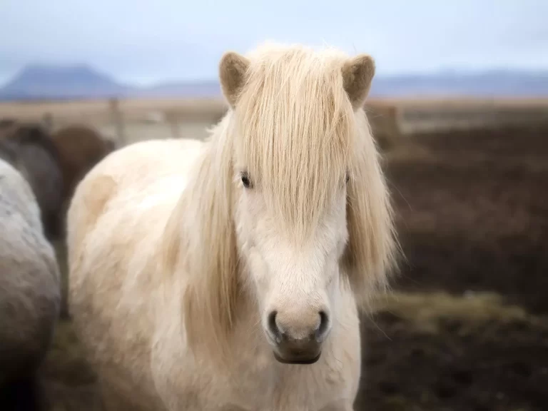 Mr Iceland - white horse