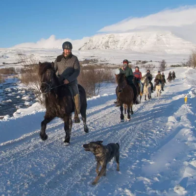 Mr Iceland - winter horseback tour