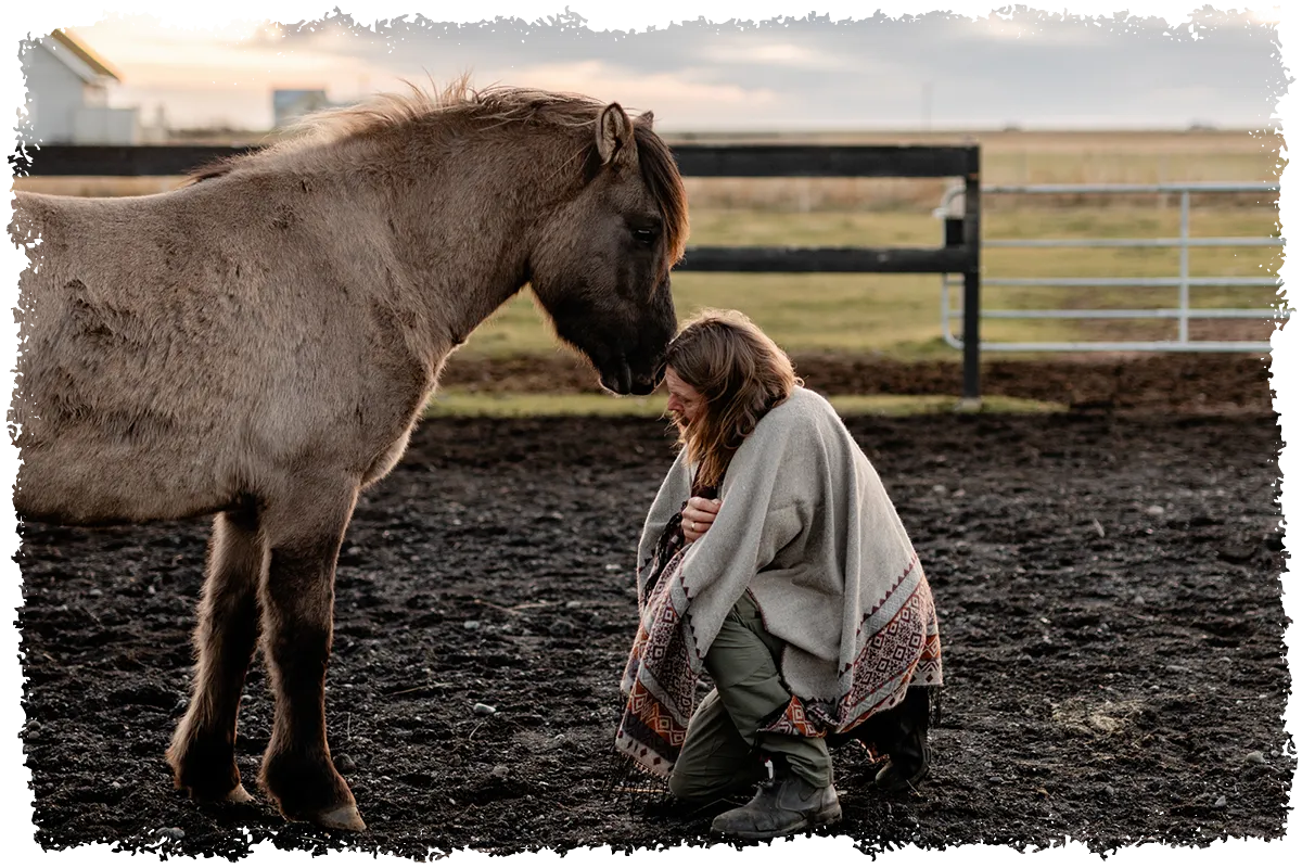 Mr Iceland's horse care