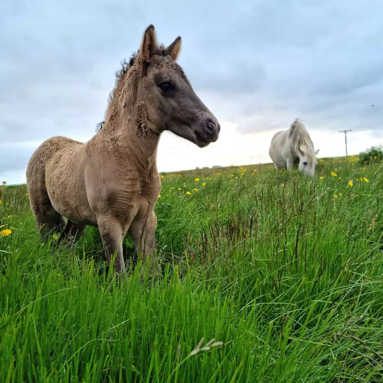 Mr Iceland's horses graze in harmony with wildlife and plants