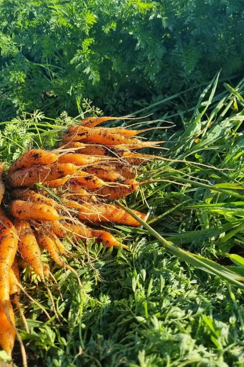 Our organic carrots