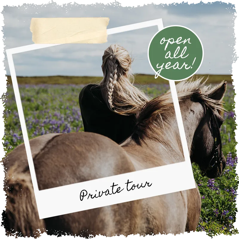 Private horseback tours in Icealand