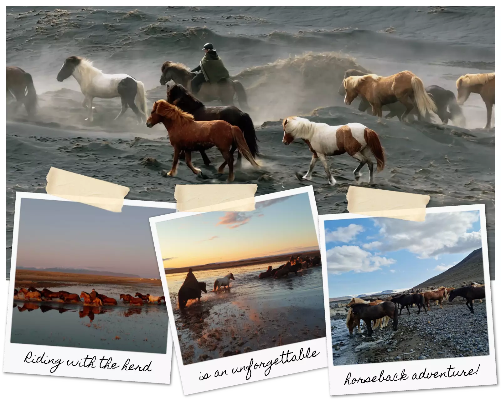 Riding with the Mr Iceland's herd is a unforgettable horse tour