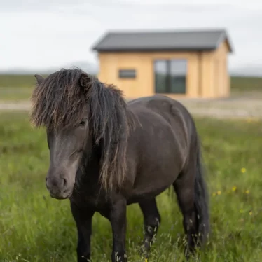 Sleep near our horses at Mr Iceland farm