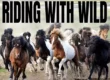 Taming the wild: herding Icelandic horses