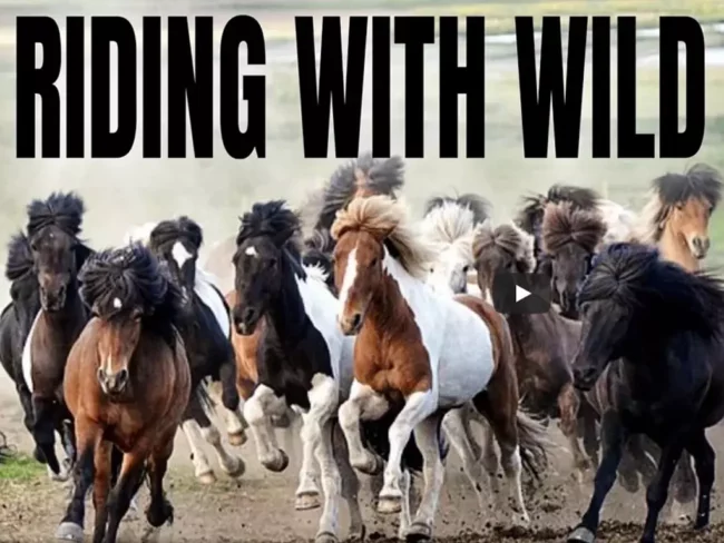 Taming the wild: herding Icelandic horses