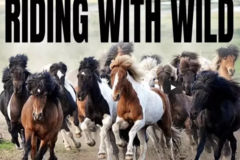 Taming the wild: herding Icelandic horses