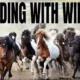 Taming the wild: herding Icelandic horses