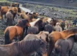 The many shades of Mr Iceland horses