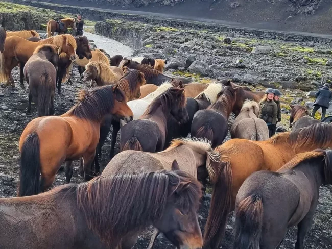 The many shades of Mr Iceland horses